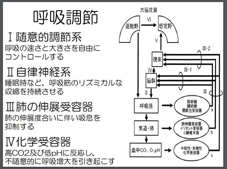 ポンプハンドル運動とバケツハンドル運動 Copd 統合と解釈 臨床編