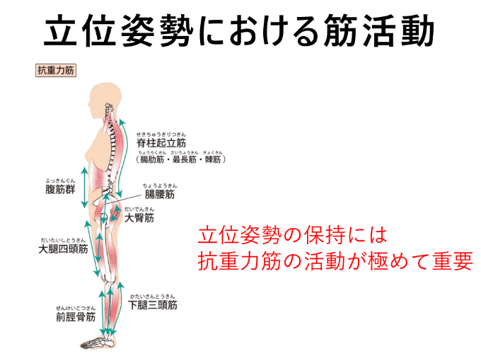 【11】立位姿勢における筋活動立位姿勢の保持には抗重力筋の活動が極めて重要
